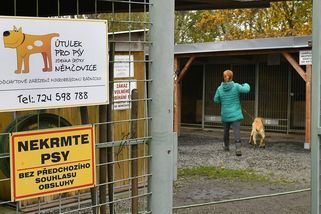 Za pokousané dítě při venčení psů z útulku na Rokycansku padla obvinění - Novinky